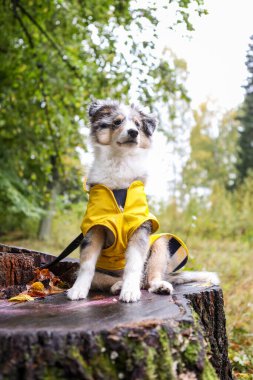 Küçük Shetland çoban köpeği Sheltie köpek yavrusu, sarı yağmurluklu, kesme tahtasında oturuyor. Fotoğraf yağmurlu bir sonbahar gününde ormanda çekildi..