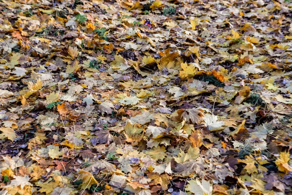 多くの黄色の葉は 森の風景のパスに崩壊し 混乱パターンを作成します 秋の暖かい日に撮られた写真 — ストック写真