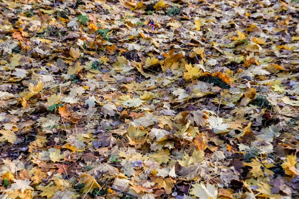 Molte Foglie Gialle Cadute Sentiero Forestale Paesaggio Creando Modello Disordinato — Foto Stock