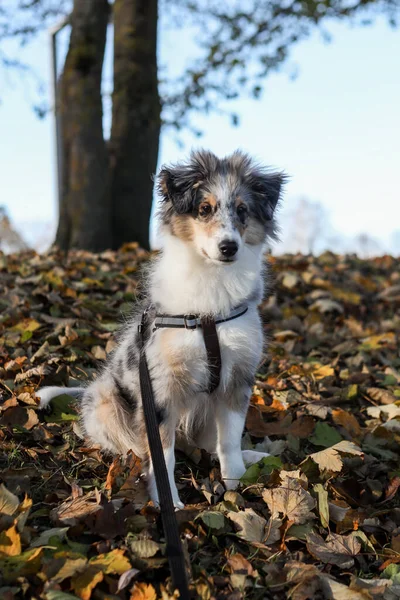Küçük Shetland çoban köpeği yavrusu düşmüş yaprakların yanında duruyor. Fotoğraf Ekim 'de sıcak bir sonbahar gününde çekildi..