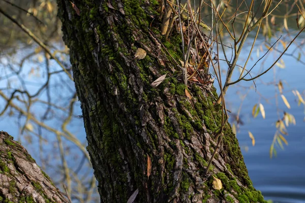 Großer Waldbaum Nahaufnahme Mit Holz Strukturmuster Foto Aus Einem Park — Stockfoto