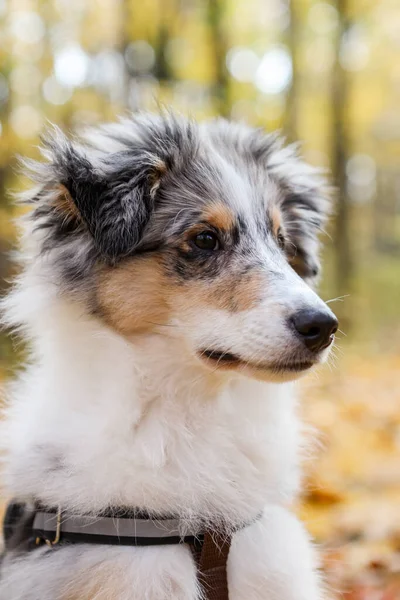 Liten Vacker Sheltie Valp Sitter Gula Blad Foto Tagen Varm — Stockfoto