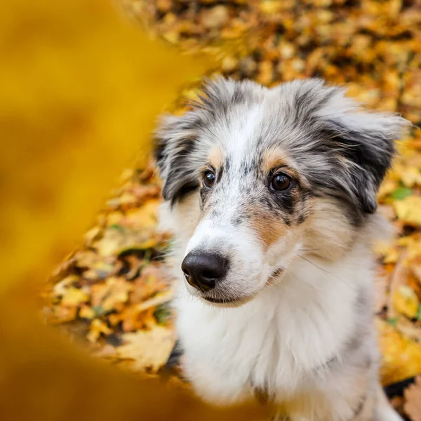 Small Beautiful Sheltie Puppy Sitting Yellow Leaves Photo Taken Warm — Stock Photo, Image