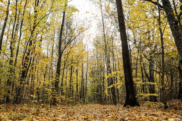 Sarı orman yapraklarıyla güzel bir sonbahar manzarası. Fotoğraf, sıcak bir sonbahar gününde çekildi..