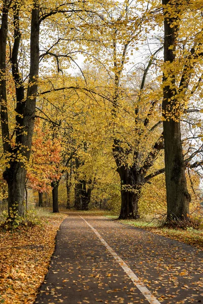 stock image Pedestrian path through forest park with yellow leaves. Photo taken on a warm autumn day.