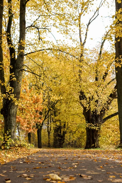 Πεζόδρομος Μέσα Από Δασικό Πάρκο Κίτρινα Φύλλα Φωτογραφία Από Μια — Φωτογραφία Αρχείου