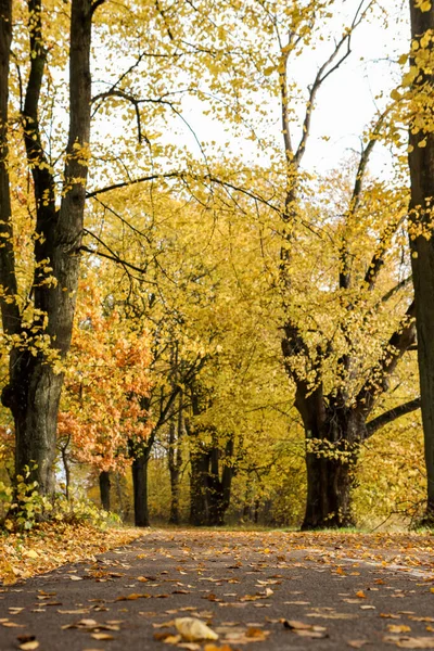 Sarı yapraklarla orman parkında yaya yolu. Fotoğraf, sıcak bir sonbahar gününde çekildi..
