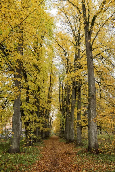 Sarı yapraklarla orman parkında yaya yolu. Fotoğraf, sıcak bir sonbahar gününde çekildi..