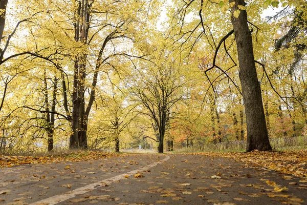 Forest alley with pedestrian path with large trees. Photo taken in Autumn, October with many yellow leaves.
