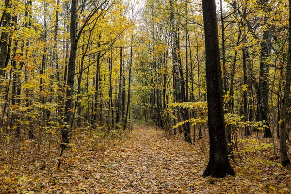 Sarı orman yapraklarıyla güzel bir sonbahar manzarası. Fotoğraf, sıcak bir sonbahar gününde çekildi..