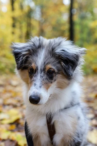 Liten Vacker Sheltie Valp Sitter Skogsstig Hösten Foto Tagen Varm — Stockfoto