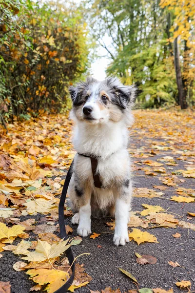 Mały Niebieski Merle Sheltie Szczeniak Siedzi Deptaku Ścieżki Wieloma Liśćmi — Zdjęcie stockowe