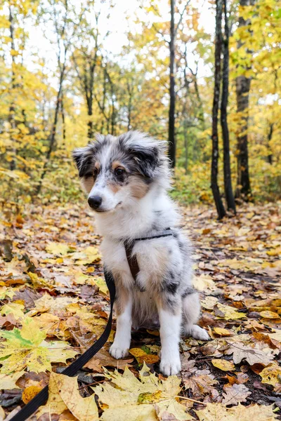 Sonbaharda bir orman yolunda oturan küçük, güzel Sheltie yavrusu. Fotoğraf sıcak bir günde çekildi..