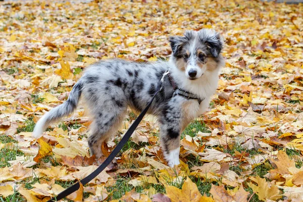 Mały Szczeniaczek Sheltie Stojący Żółtych Liściach Zdjęcie Zrobione Ciepły Jesienny — Zdjęcie stockowe