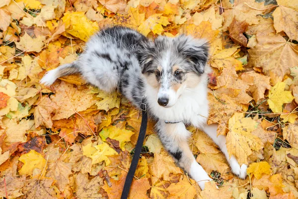 Küçük Sheltie köpek yavrusu sarı bir yaprak seti üzerinde yatıyor. Fotoğraf, sıcak bir sonbahar gününde çekildi..