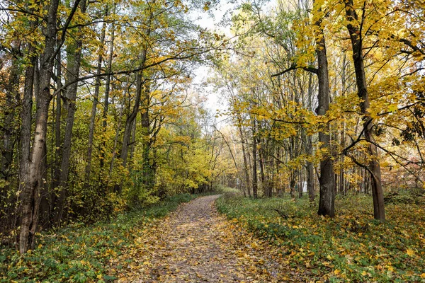 Sarı orman yapraklarıyla güzel bir sonbahar manzarası. Fotoğraf, sıcak bir sonbahar gününde çekildi..