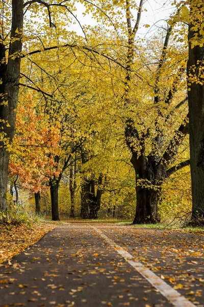 Sarı yapraklarla orman parkında yaya yolu. Fotoğraf, sıcak bir sonbahar gününde çekildi..