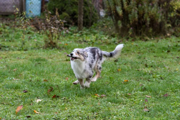 庭を走り回る青いメルル色の若いシェトランドのシープドッグ子犬 秋の暖かい日に撮られた写真 — ストック写真