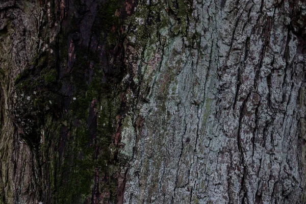 Büyük ağaç dokusu detayları. Fotoğraf, sıcak bir yaz gününde parkta çekildi..