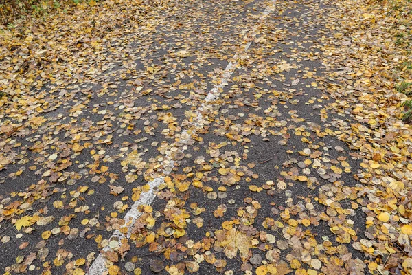 Small Yellow Leaves Fallen Pedestrian Bicycle Road Path Middle Photo — Stock Photo, Image