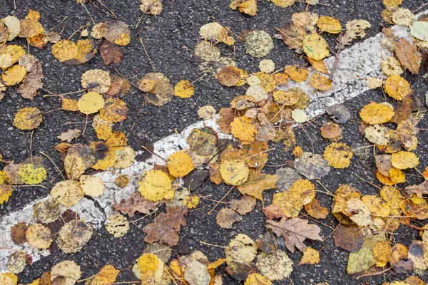 小さな黄色の葉歩行者用自転車道のパスに落ちた 写真の中央に白いレーンがあります — ストック写真