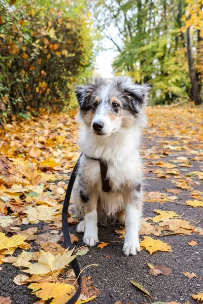 Mały Niebieski Merle Sheltie Szczeniak Siedzi Deptaku Ścieżki Wieloma Liśćmi — Zdjęcie stockowe