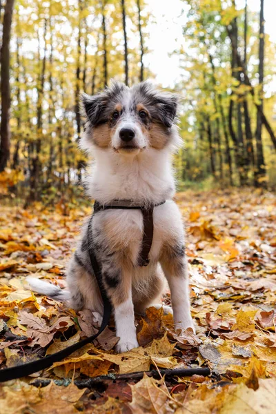 Sarı yaprakların üzerinde oturan küçük, güzel Sheltie yavrusu. Fotoğraf, sıcak bir sonbahar gününde çekildi..