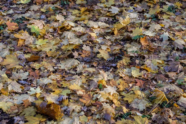 Viele Gelbe Blätter Fielen Auf Einen Waldweg Und Schufen Ein — Stockfoto