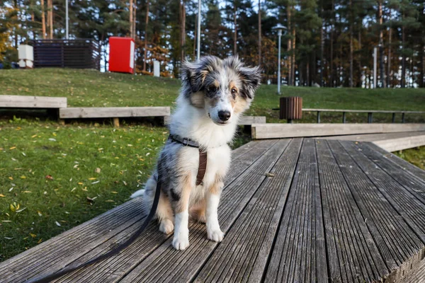 Gölün yakınındaki bir ağaç iskelesinde oturan küçük bir çoban köpeği yavrusu. Fotoğraf güneşli bir sonbahar gününde çekildi..
