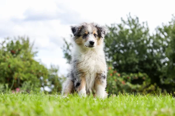 Petit Chiot Chien Berger Shetland Assis Dans Herbe Photo Prise — Photo