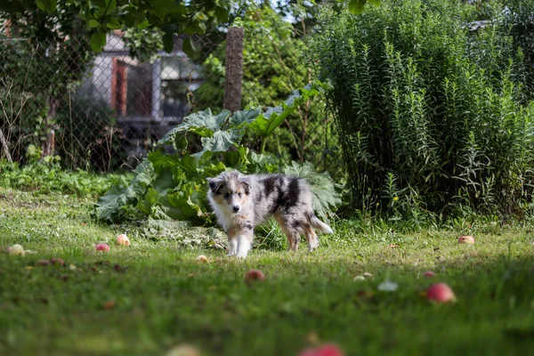 Mały Piękny Puszysty Szczeniak Sheepdog Stoi Ogrodzie Zdjęcie Zrobione Ciepły — Zdjęcie stockowe