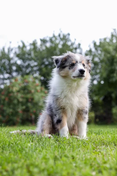 Kleine Shetland Herdershond Pup Zittend Gras Foto Genomen Een Warme — Stockfoto