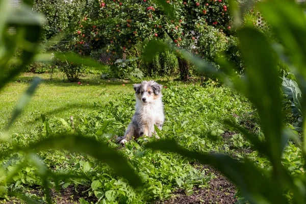 Tarım tarlaları arasında bahçede oturan küçük bir çoban köpeği. Fotoğraf, sıcak bir kırsal günde çekildi..
