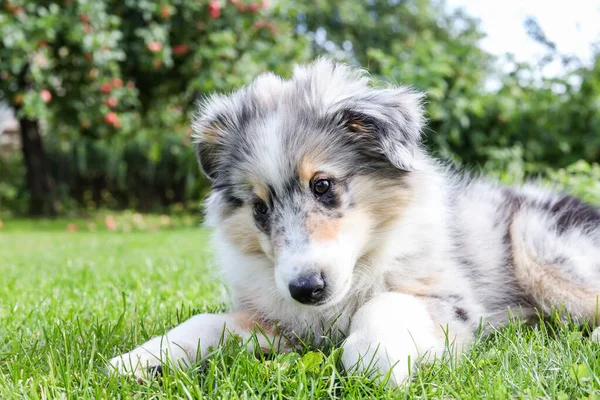 Küçük, güzel bir köpek yavrusu taze kesilmiş bahçe çimlerinde oturuyor. Fotoğraf sıcak bir yaz gününde çekildi..