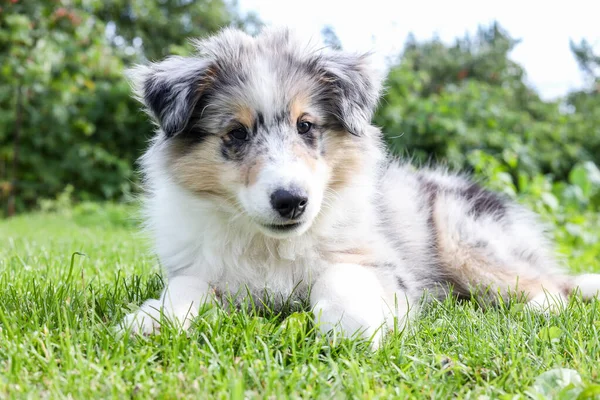 Küçük, güzel bir köpek yavrusu taze kesilmiş bahçe çimlerinde oturuyor. Fotoğraf sıcak bir yaz gününde çekildi..