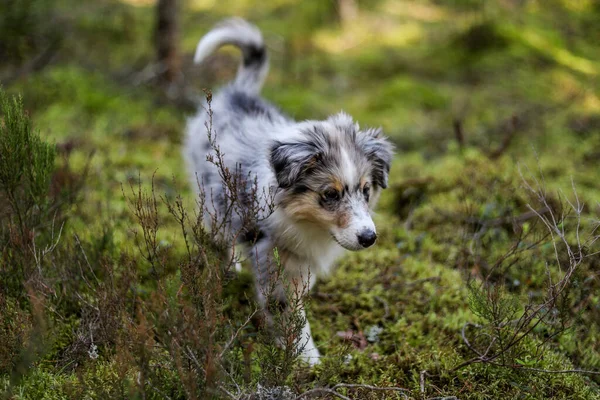 Küçük bir Shetland çoban köpeği orman ortamında kameraya doğru yürüyor. Fotoğraf sıcak bir yaz gününde çekildi..