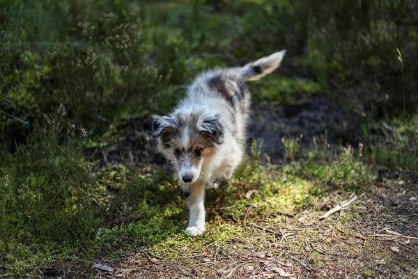 Küçük bir Shetland çoban köpeği orman ortamında kameraya doğru yürüyor. Fotoğraf sıcak bir yaz gününde çekildi..