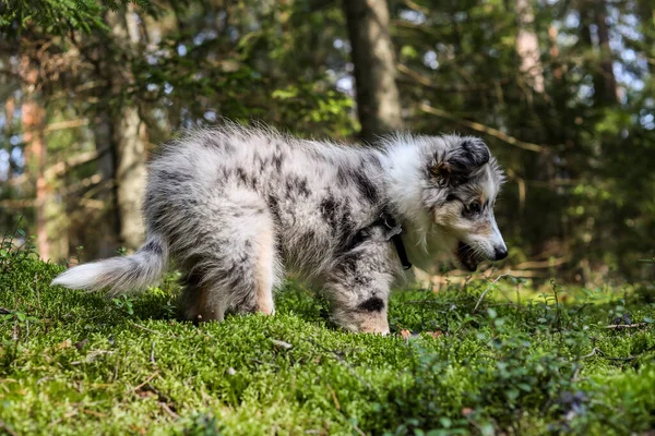 Küçük Shetland çoban köpeği köpek yavrusu orman yosunlarında yürüyor. Fotoğraf sıcak bir yaz gününde çekildi..
