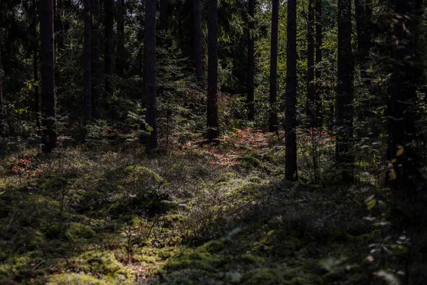 Artistik kasvetli orman manzarası. Gölgeli güneş ışığı. Fotoğraf yazın çekildi..