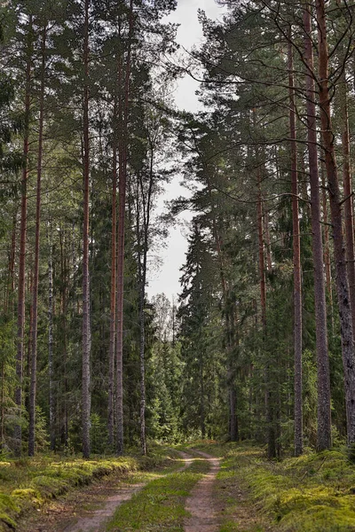Büyük çam ağaçlarının arasından geçen eski kırsal yol. Fotoğraf sıcak bir yaz gününde çekildi..