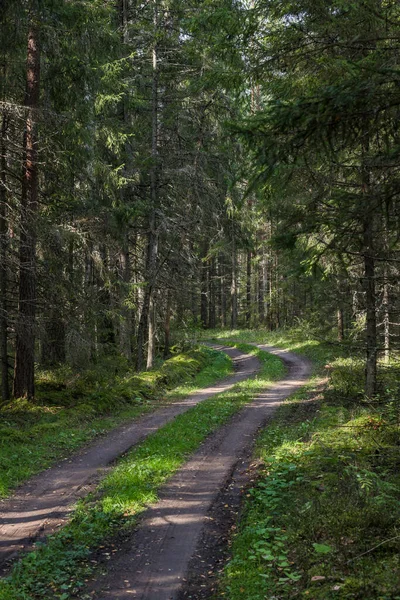 Büyük çam ağaçlarının arasından geçen eski kırsal yol. Fotoğraf sıcak bir yaz gününde çekildi..