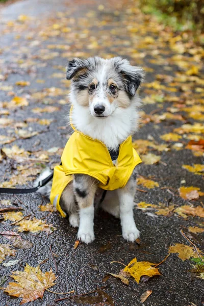 Mały Shetland Szczeniak Sheltie Sheepdog Żółtym Płaszczem Przeciwdeszczowym Siedzi Deptaku — Zdjęcie stockowe