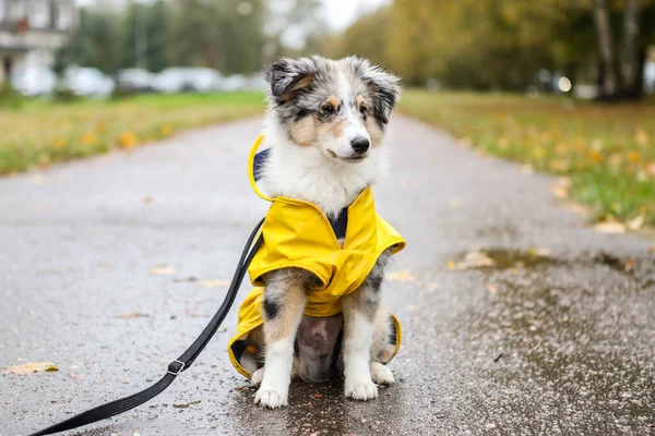 Sarı yağmurluk ceketli, yaya yolunda oturan küçük Sheltie yavrusu. Fotoğraf bulutlu bir sonbahar gününde çekildi..