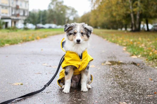 Sarı yağmurluk ceketli, yaya yolunda oturan küçük Sheltie yavrusu. Fotoğraf bulutlu bir sonbahar gününde çekildi..