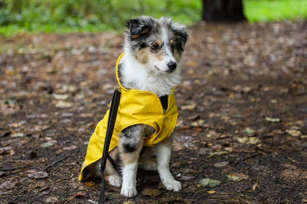 Küçük Shetland çoban köpeği Sheltie köpek yavrusu, sarı yağmurluklu sonbahar yaprakları yere düşmüş ve ahşap yolda oturuyor. Fotoğraf, sıcak bir sonbahar gününde çekildi..