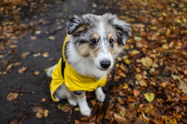 Küçük Shetland çoban köpeği Sheltie köpek yavrusu, sarı yağmurluklu sonbahar yaprakları yere düşmüş ve ahşap yolda oturuyor. Fotoğraf, sıcak bir sonbahar gününde çekildi..
