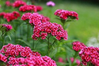 Mor çiçekler, küçük bir botanik bahçesinde yeşil bir sırt çantasıyla çiçek açıyor. Fotoğraf sıcak bulutlu bir günde çekildi..