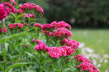Mor çiçekler, küçük bir botanik bahçesinde yeşil bir sırt çantasıyla çiçek açıyor. Fotoğraf sıcak bulutlu bir günde çekildi..