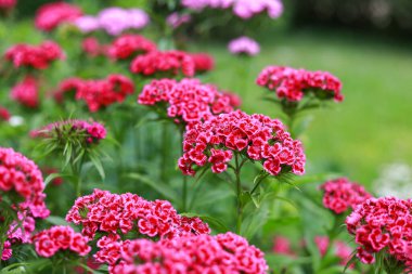 Mor çiçekler, küçük bir botanik bahçesinde yeşil bir sırt çantasıyla çiçek açıyor. Fotoğraf sıcak bulutlu bir günde çekildi..