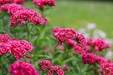 Mor çiçekler, küçük bir botanik bahçesinde yeşil bir sırt çantasıyla çiçek açıyor. Fotoğraf sıcak bulutlu bir günde çekildi..